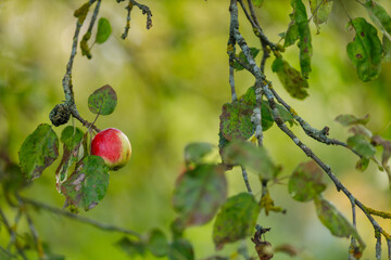 Apple on a branch in the garden