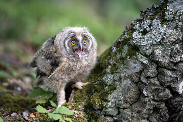 The eared owl cub flies in the forest.