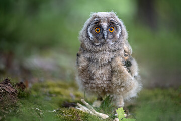 The eared owl cub flies in the forest.