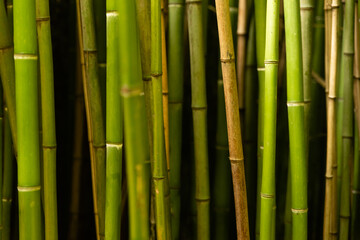 Green bamboo trunks on black background