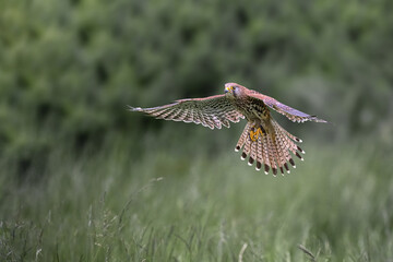 The kestrel flies over the meadow and hunts.