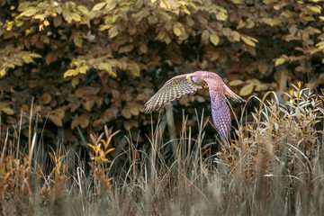 The kestrel flies over the meadow and hunts.