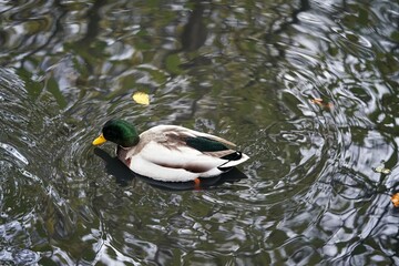 zwei männliche Enten in einem Teich, enten mit grünem Hals
