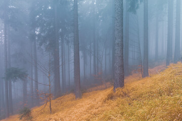 Fog in the forest, moody mountain coniferous forest