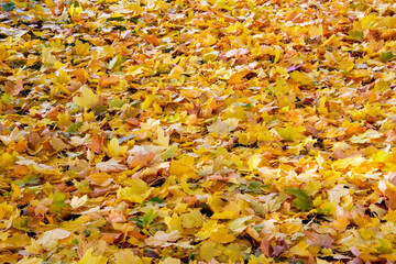Close up view of leaves on the ground in autumn