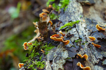 Letharia vulpina grow up on branches of a tree, commonly known as the wolf lichen, Fruticose lichen.Is a lichenized species of fungus in the family Parmeliaceae.Barbarano Romano,Italy.