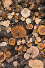 Close up view of wooden logs outdoors. Sawn trees from the forest. Industrial concept.