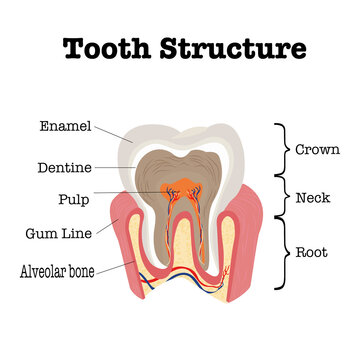 Medical diagram of the structure of the inside cross-section of human teeth. Tooth anatomy, medical labeled cross section chart with enamel, dentin, pulp, gum lines,alveolar bone, blood vessels, nerve