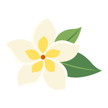 botanic flower frangipani