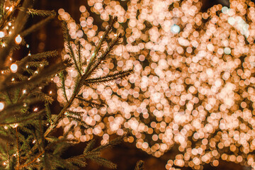 Spruce green branches of live Christmas tree on a background of golden Christmas bokeh lights. New...