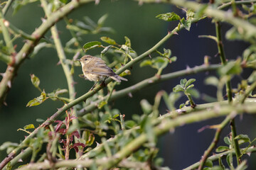 sparrow on a branch