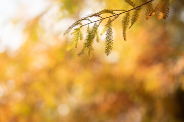 黄葉した落羽松の葉　11月