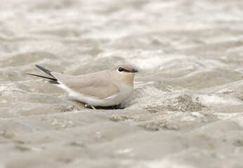 The small pratincole, little pratincole, or small Indian pratincole, is a small wader in the pratincole family, Glareolidae.