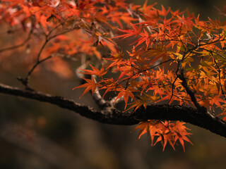 紅葉が美しいもみじの葉　11月