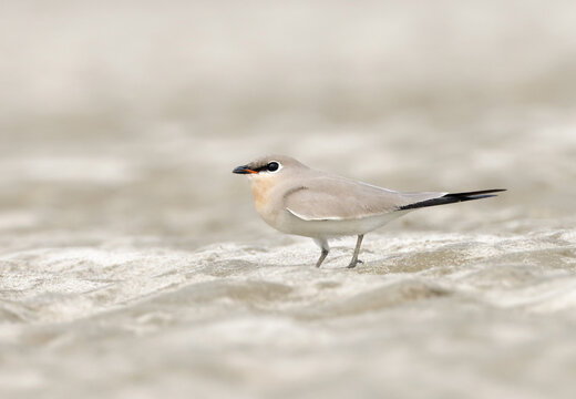 The small pratincole, little pratincole, or small Indian pratincole, is a small wader in the pratincole family, Glareolidae.
