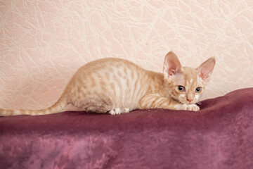 Fototapeta na wymiar short-haired white cat with beige stripes on a burgundy sofa