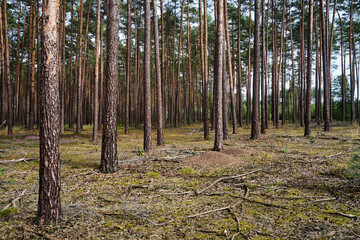 Obraz premium Conifer trunks in a forest during summer