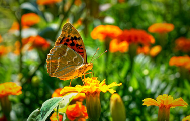 Butterflies and insects sit on flowers