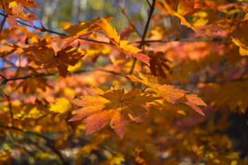 Fall foliages and lake