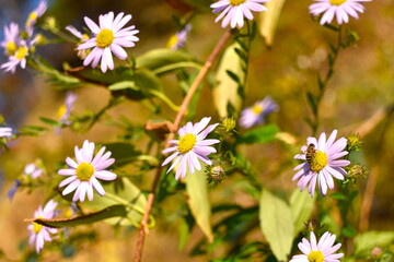 Fall foliages and lake