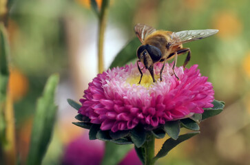Butterflies and insects sit on flowers
