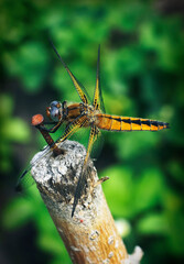 Butterflies and insects sit on flowers