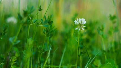 Macro de tiges de plantes et de fleurs sauvages, au bord d'un chemin forestier