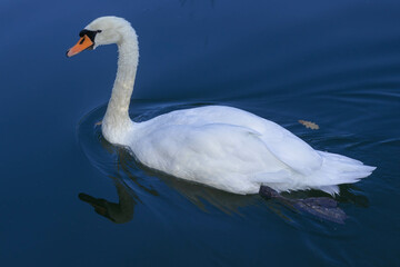 Lonely swan floating in the lake after sunset