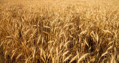 Full frame of golden wheat field at sunset