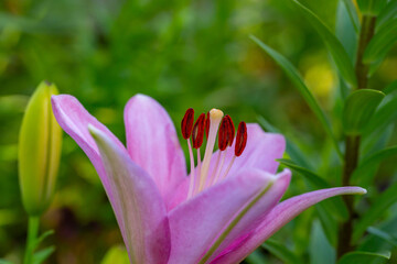 Blooming pink lily on a green background on a summer sunny day macro photography. Garden lillies with bright pink petals in summer, close-up photography.