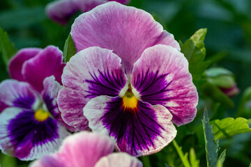 Naklejka premium Pink and purple viola flower on a sunny summer day macro photography. Blooming garden pansy flower with bright bicolor petals close-up photo in summer.