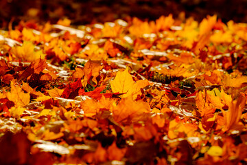 Autumn leaves closeup, can be used as a background.
