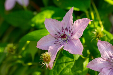 Fototapeta premium Blooming pink clematis flower on a green background in summertime macro photography. Traveller's joy garden flower with lilac petals closeup photo on a sunny summer day.