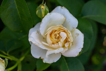 Blooming white rose flower macro photography on a sunny summer day. Garden rose with white petals close-up photo in the summertime. Tender rosa floral background.	