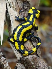 Ein Feuersalamander vor Beginn der Winterstarre im November nochmals auf Ausflug