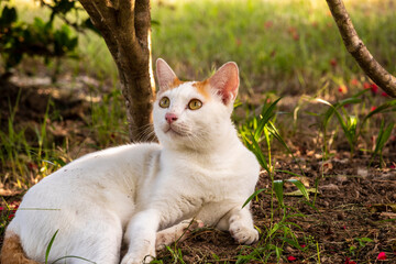 Naklejka na ściany i meble A Siamese white cat with orange points on its head, ears and tail is laying, playing on the ground in the yard and staring something above. It has golden eyes and a short, smooth and close-lying coat.