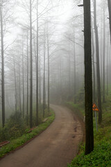 Fototapeta premium A path in the fog in spring forests in Mogan mountains