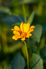 Blossom false sunflower on a green background on a summer sunny day macro photography. Garden rough oxeye flower with yellow petals in summertime, close-up photo. Yellow daisy floral background.