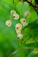 Fototapeta premium Yellow berries of currant on a green background on a summer day macro photography. Ripe berries of a white currant hanging on a branch of a bush close-up photo in the summertime.