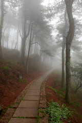 A path in the fog in spring forests in Mogan mountains