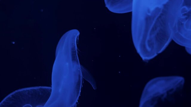 Common jellyfish, moon or saucer sea jelly swims. Aurelia aurita is in dark water. Marine animals with umbrella-shaped pulsating bell floating. Underwater translucent inhabitant rhythmical motion