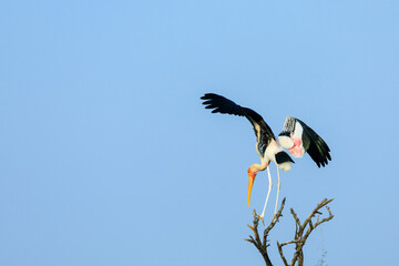 Painted Stork blancing act on a treetop