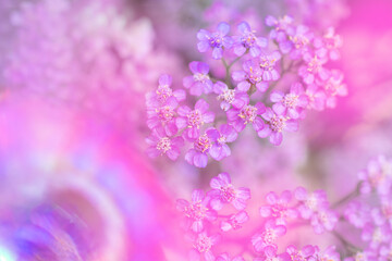 A delicate photo of pink flowers with an artistically blurred edge. selective focus