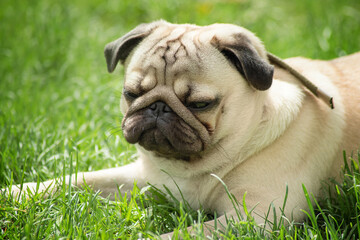 a young beautiful pug takes a nap in a green meadow close-up