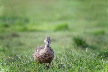 A young wild duck walks in the park on the grass and looks at the camera