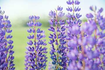 a few purple lupine flowers on a blurry background