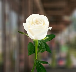 Fresh bright rose flower in the garden.