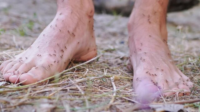 Colony of Brown Ants is Crawling on Human Bare Legs Standing on Grass. Large number of ants of Formycin family attack, bites, runs on tourist hairy male feet. Camping outdoor. Summertime. Close up.