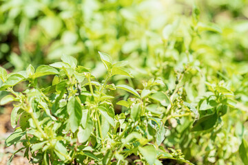 green leaf background. Basil leaves in the vegetable plot.