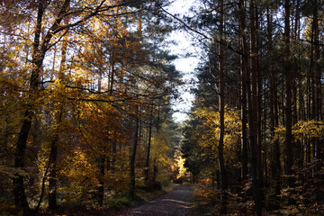 Im Wald, der Natur, zur Freude am Farben, Pflanzen, Bäumen und Jahreszeiten.
In the forest, in nature, to enjoy colors, plants, trees and the seasons